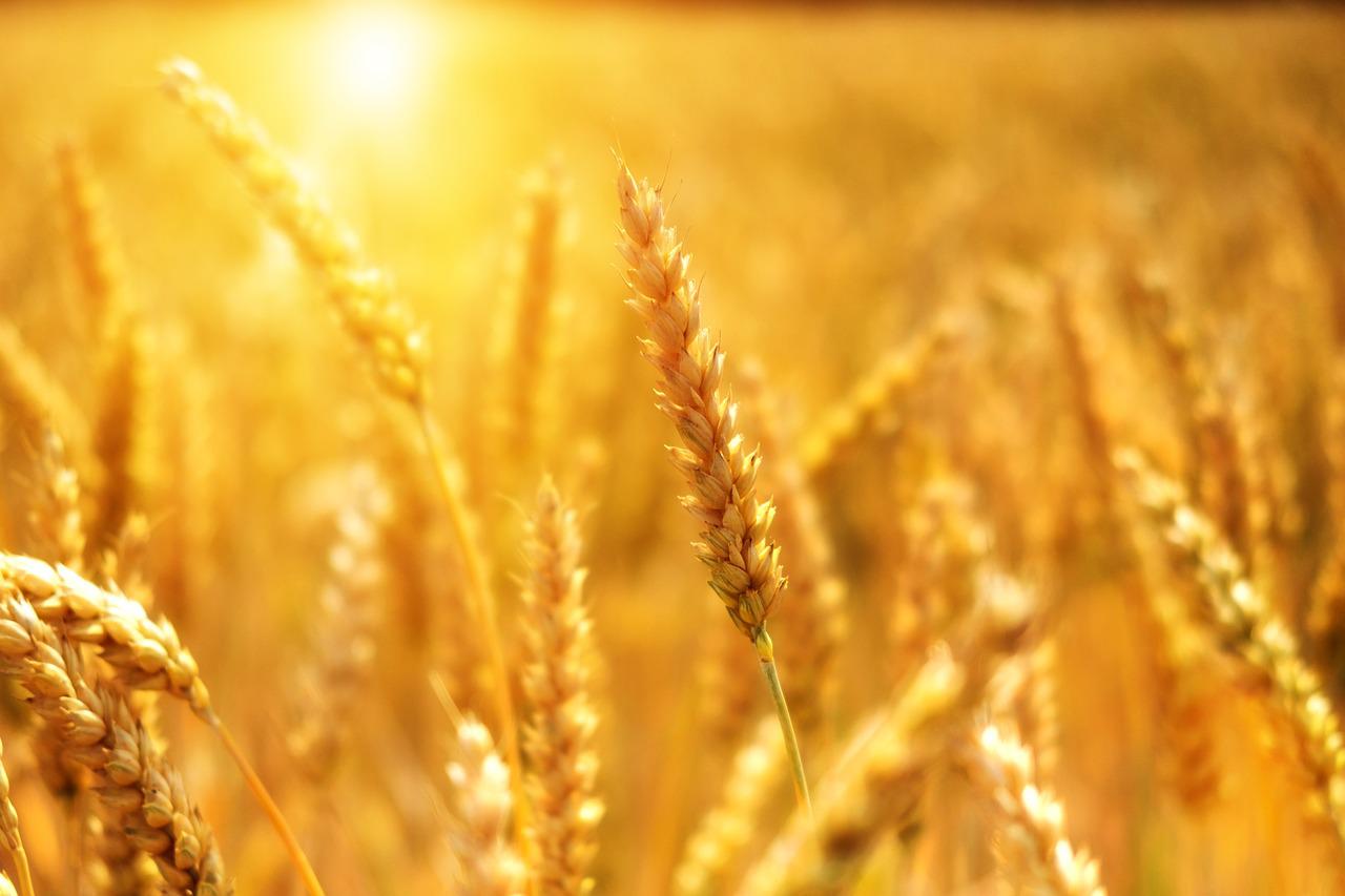 Al momento stai visualizzando Agricoltura responsabile : Quali alternative ai prodotti fitosanitari?